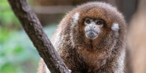 titis.org|titi monkey facts.